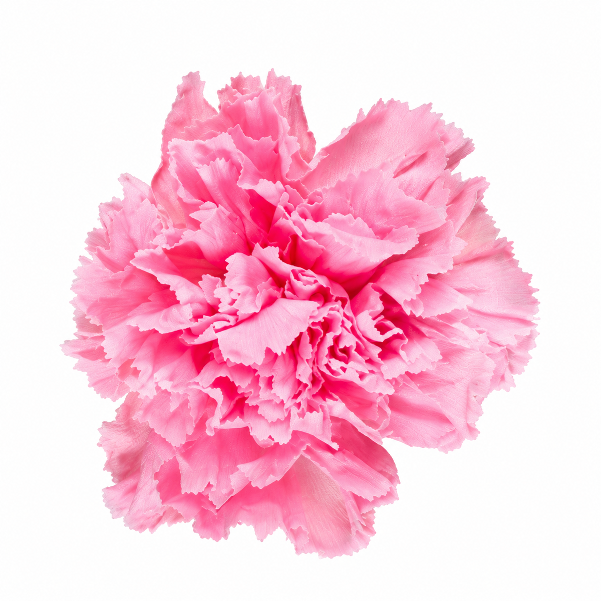Clavel preservado rosa