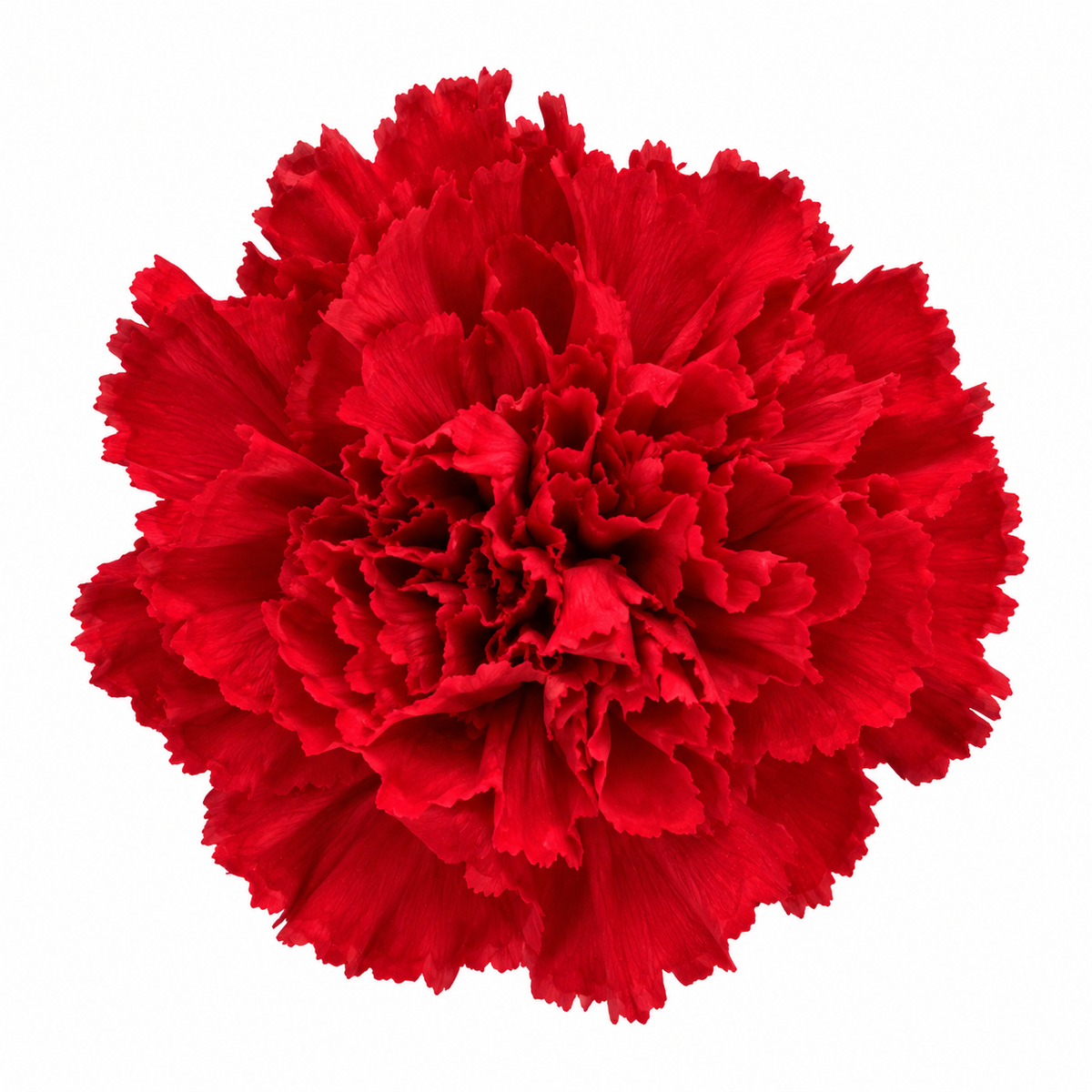 Clavel preservado rojo