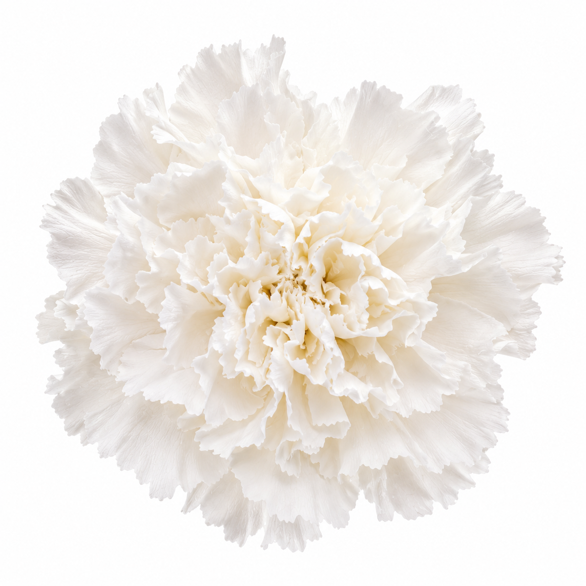 Clavel preservado blanco
