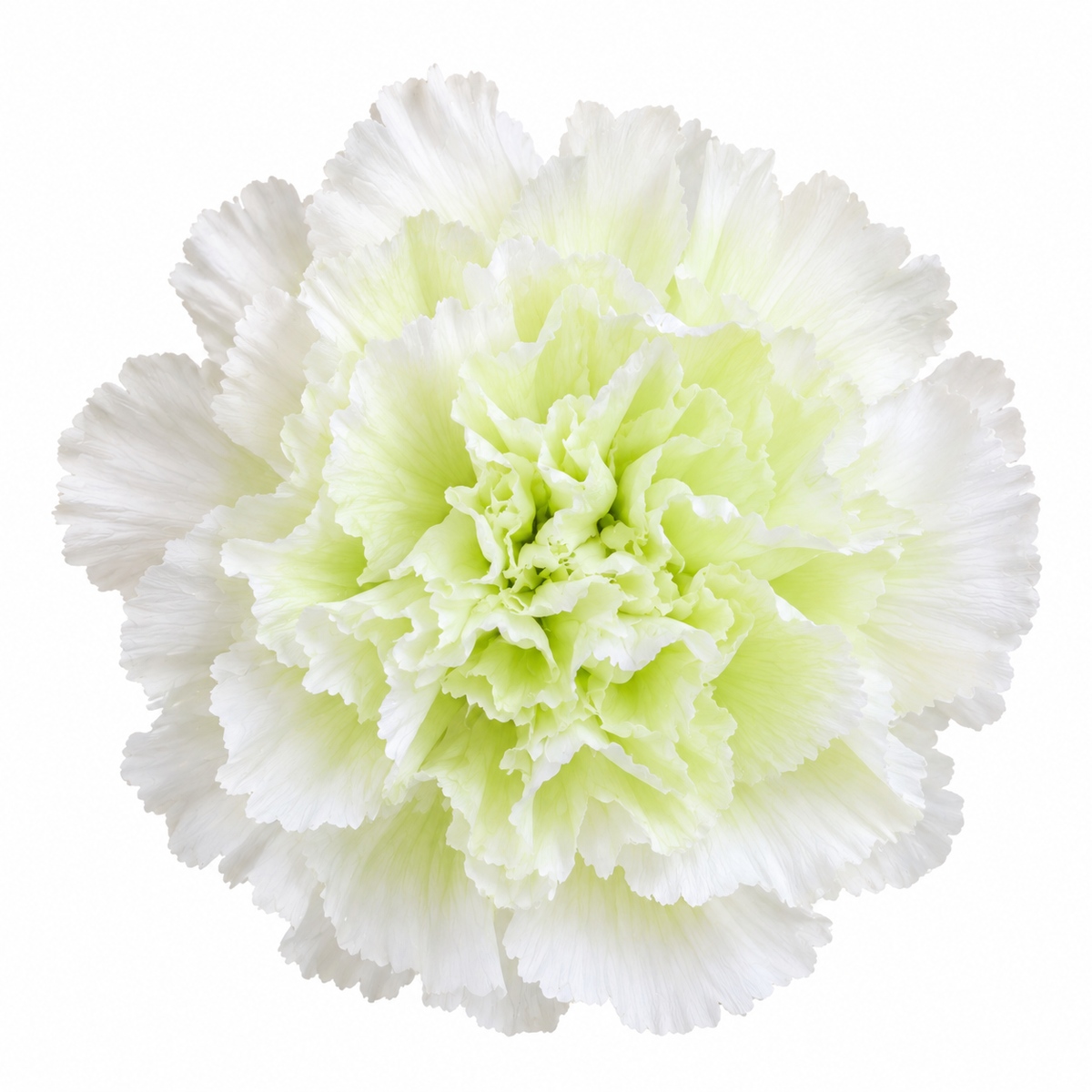 Clavel Preservado Dúo Verde y Blanco 🤍🌿