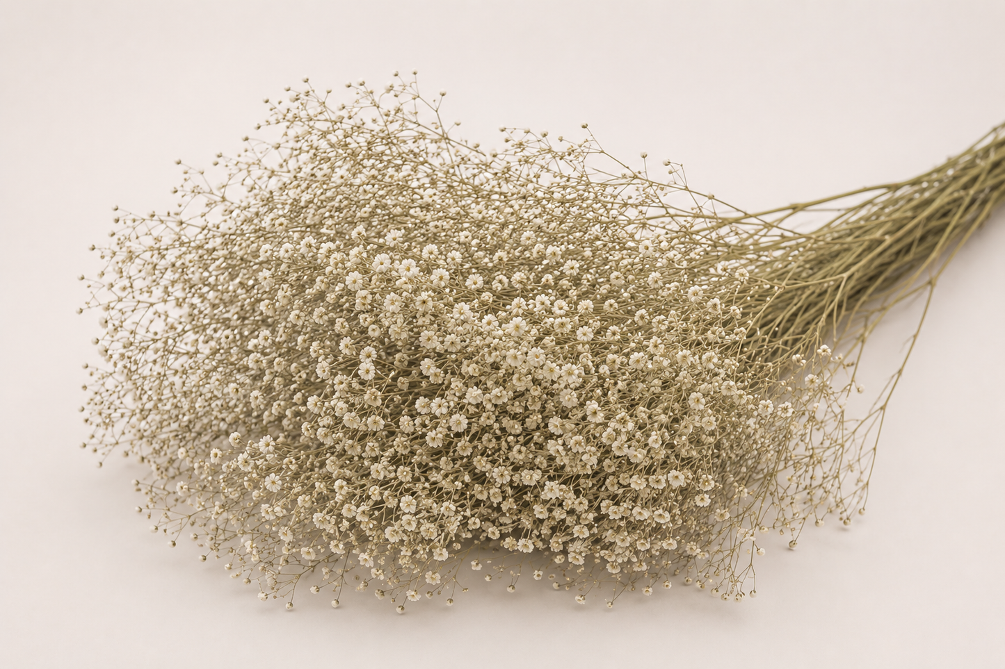 PANICULATA (GYPSÓFILA)