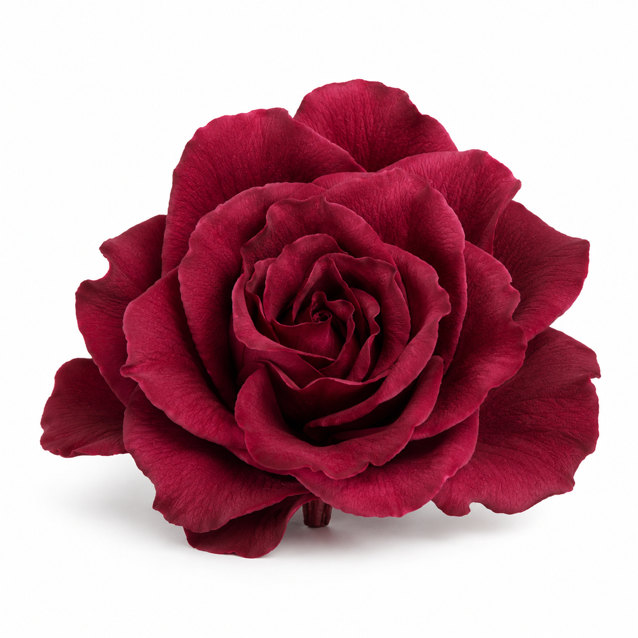Gardenia preservada Burgundy