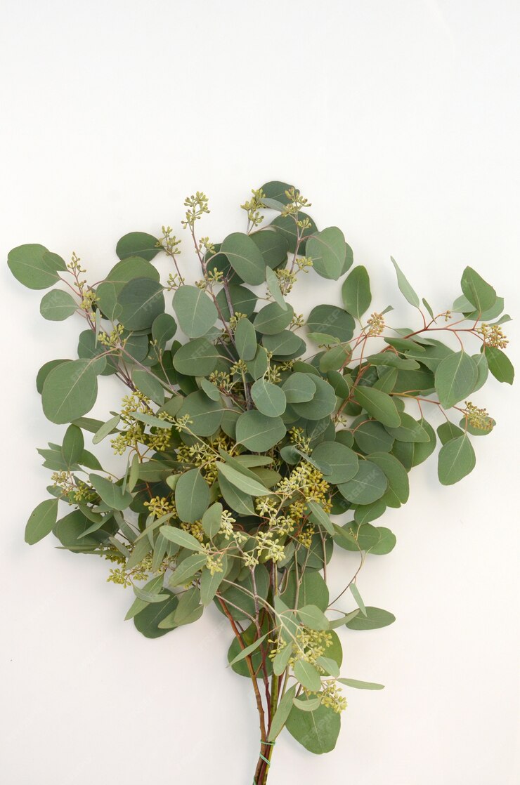 EUCALIPTO POPULUS PRESERVADO