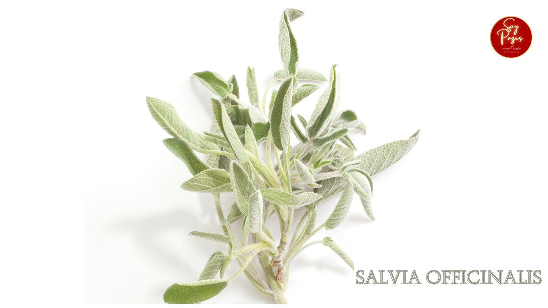 ACEITE ESENCIAL DE SALVIA