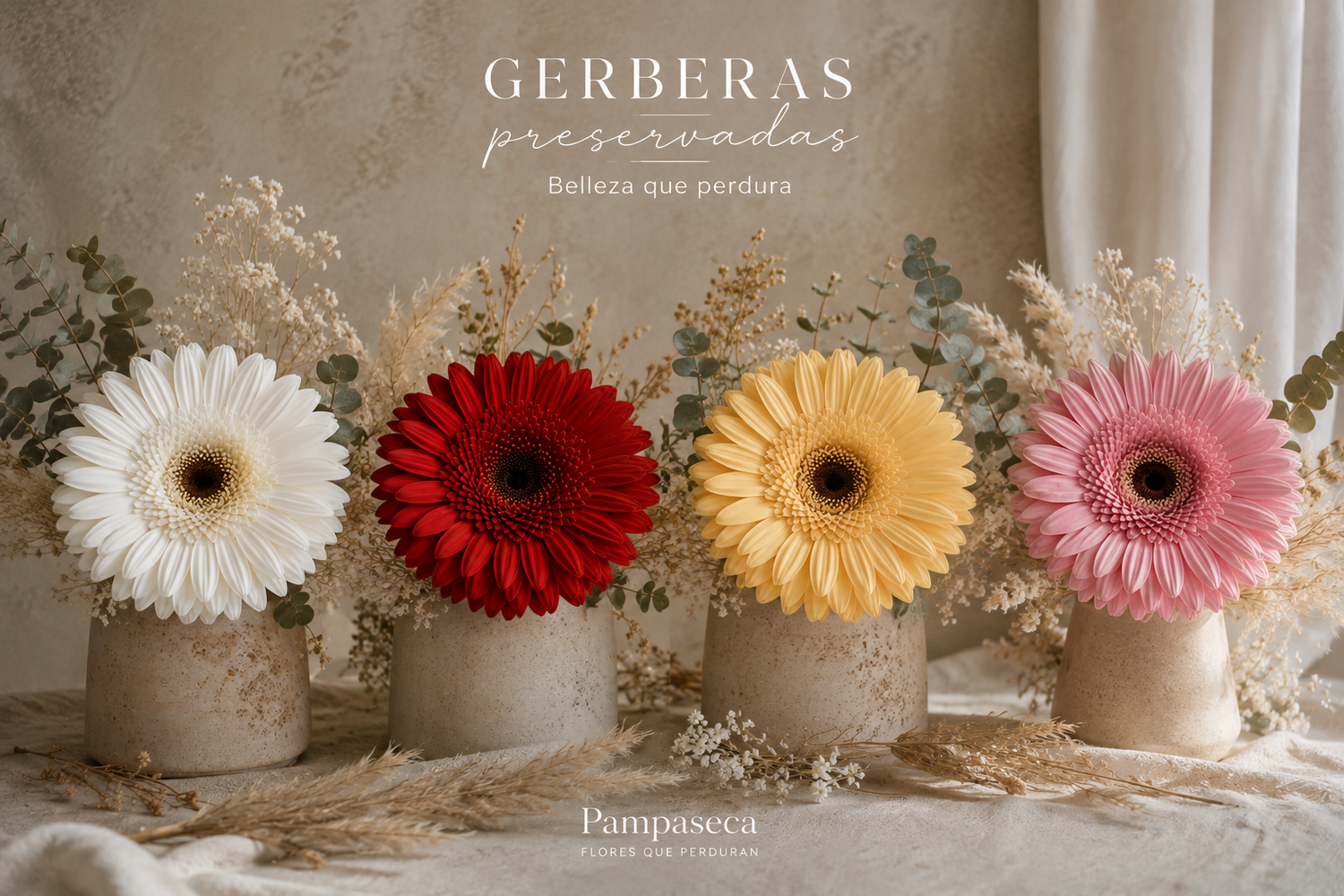 Gerberas