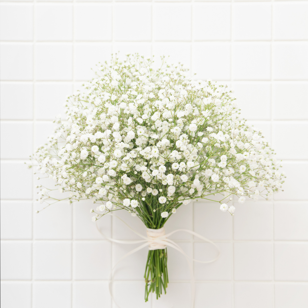 PANICULATA (GYPSÓFILA)