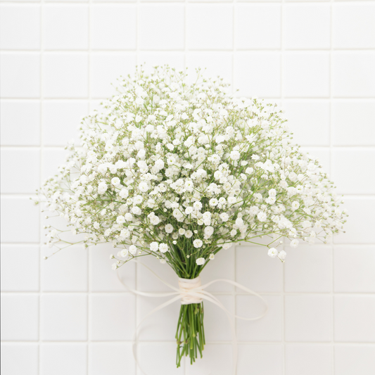 PANICULATA (GYPSÓFILA)