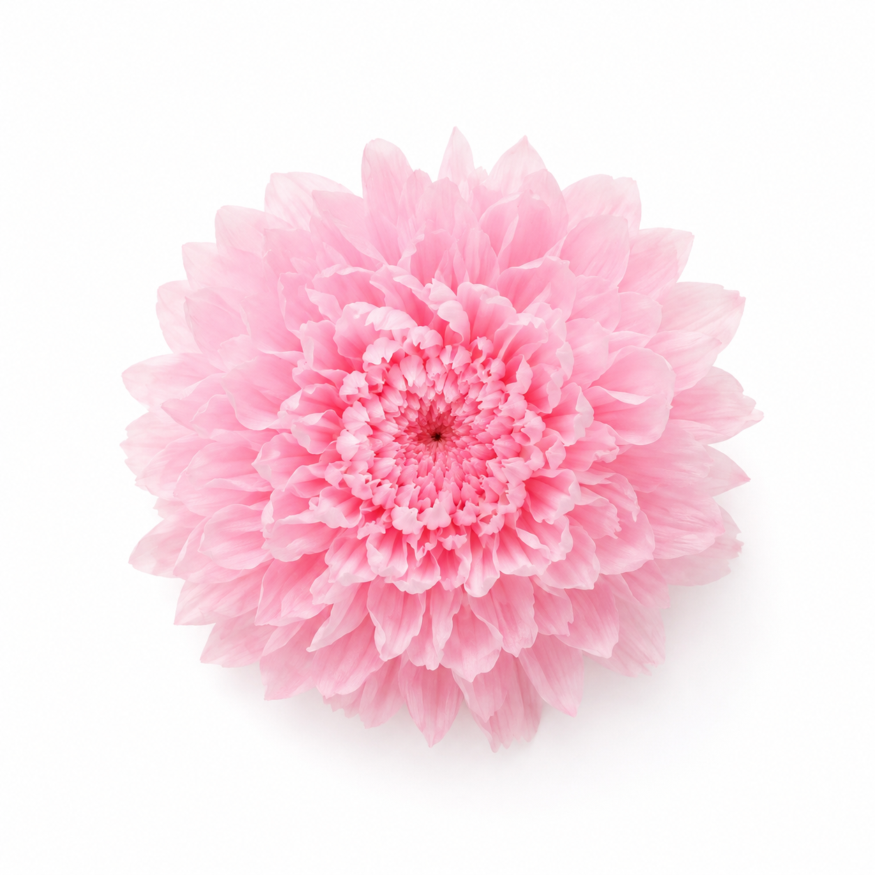 Crisantemo mini Kogiku preservado Earth Matters – Sherbet Pink
