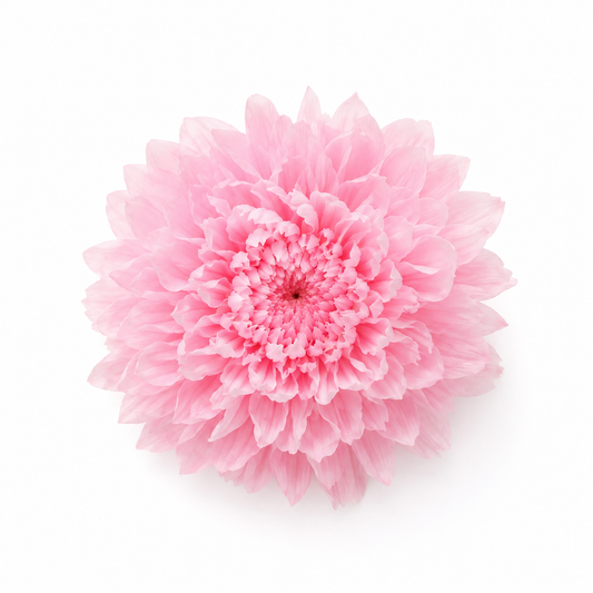 Crisantemo mini Kogiku preservado Earth Matters – Sherbet Pink