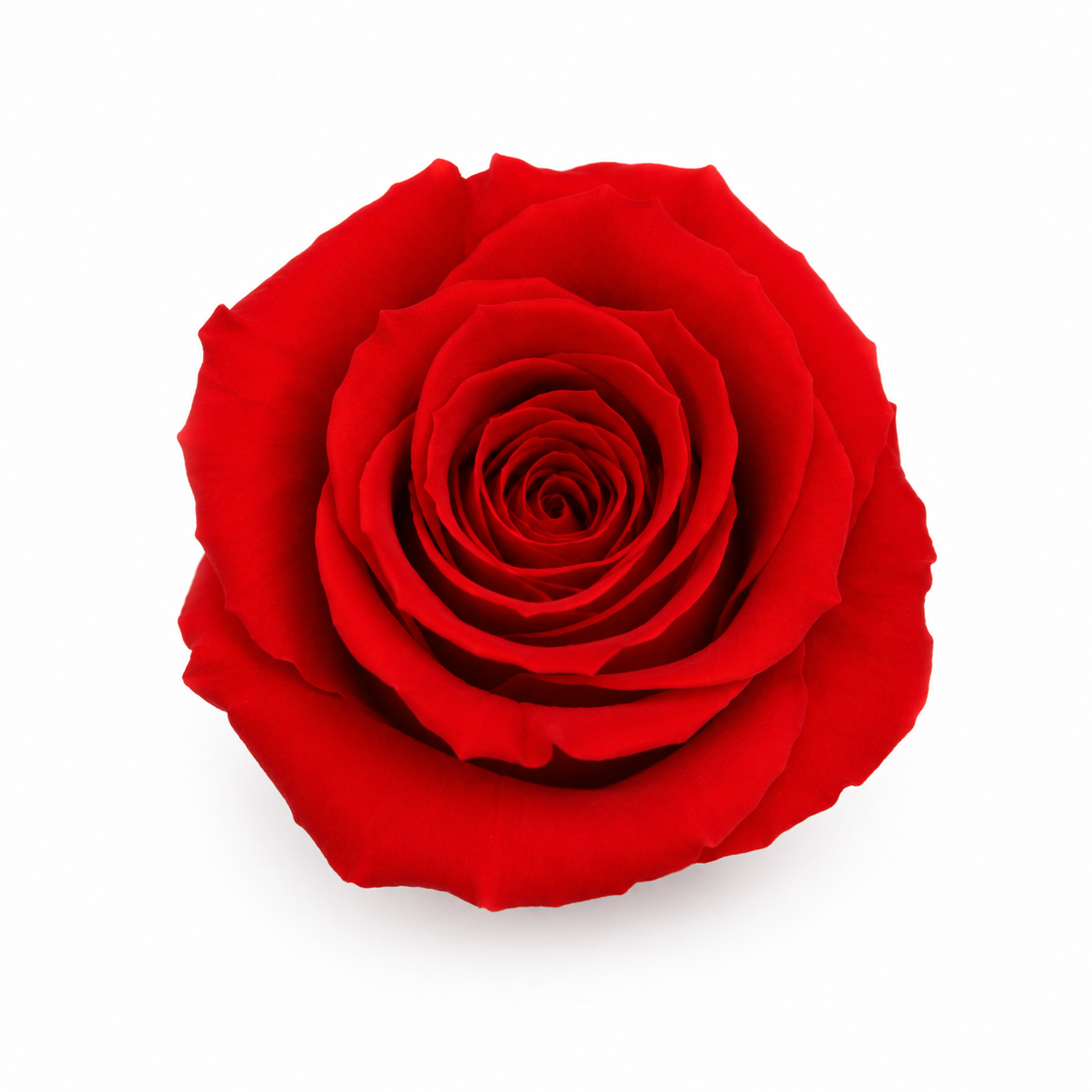 Rosa Mini Preservada