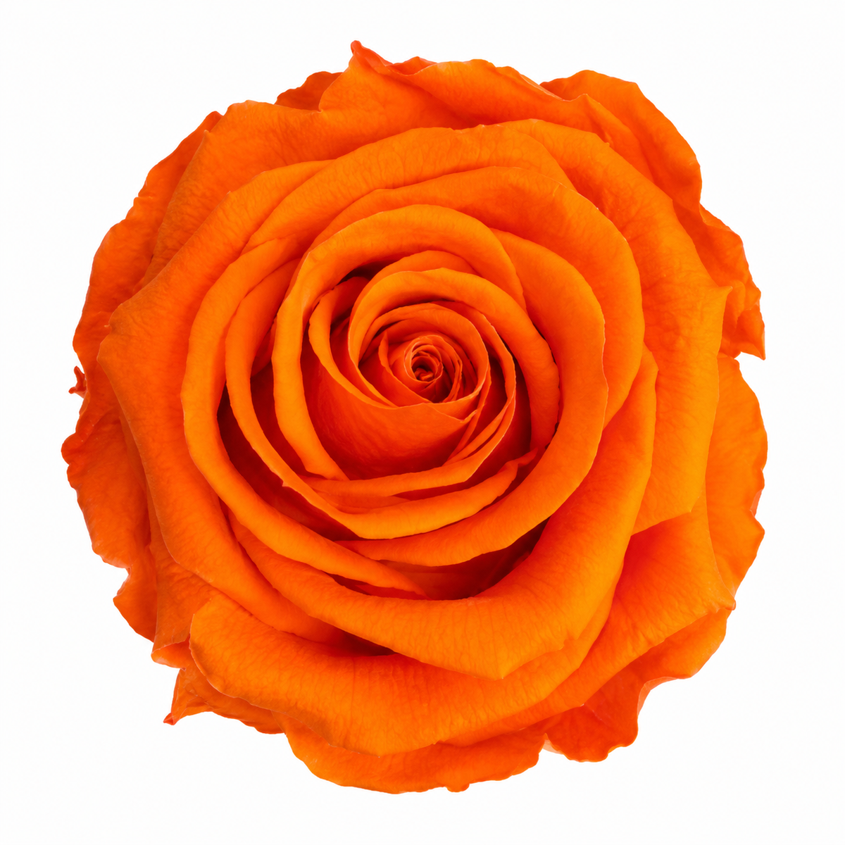Rosa Reina Preservada – Flor Natural de Gran Tamaño