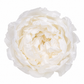 PEONIA PRESERVADA BLANCA