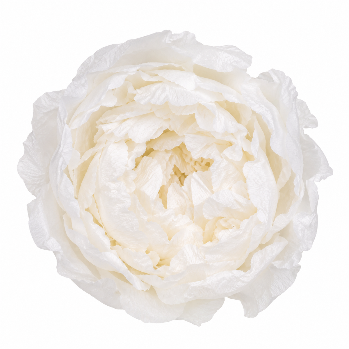 PEONIA PRESERVADA BLANCA
