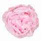 PEONIA PRESERVADA ROSA PASTEL