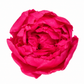 PEONIA PRESERVADA ROSA OSCURO