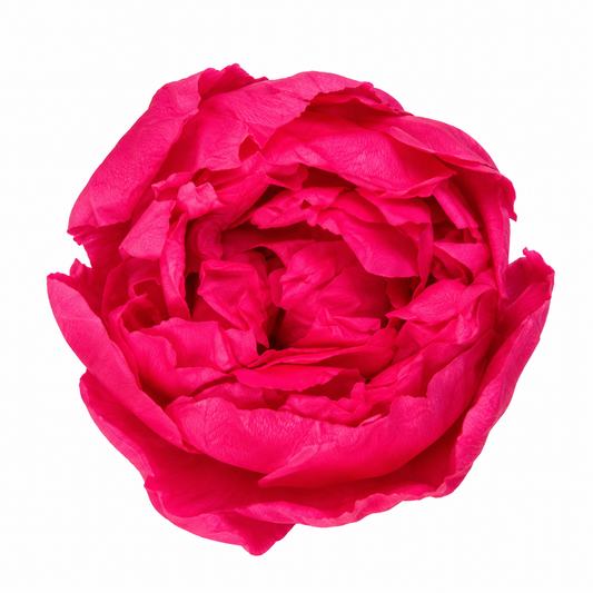 PEONIA PRESERVADA ROSA OSCURO