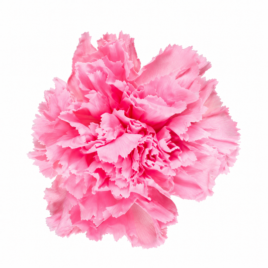 Clavel preservado rosa