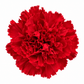 Clavel preservado rojo