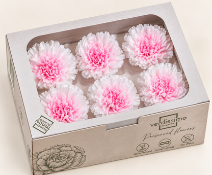 Clavel Preservado Dúo rosa y blanco