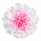 Clavel Preservado Dúo rosa y blanco