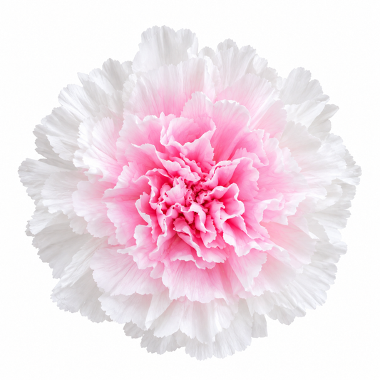 Clavel Preservado Dúo rosa y blanco