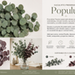 🌿 Eucalipto Preservado Populus