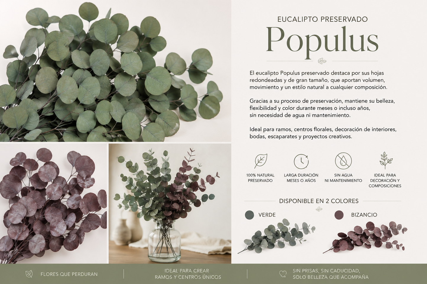 🌿 Eucalipto Preservado Populus