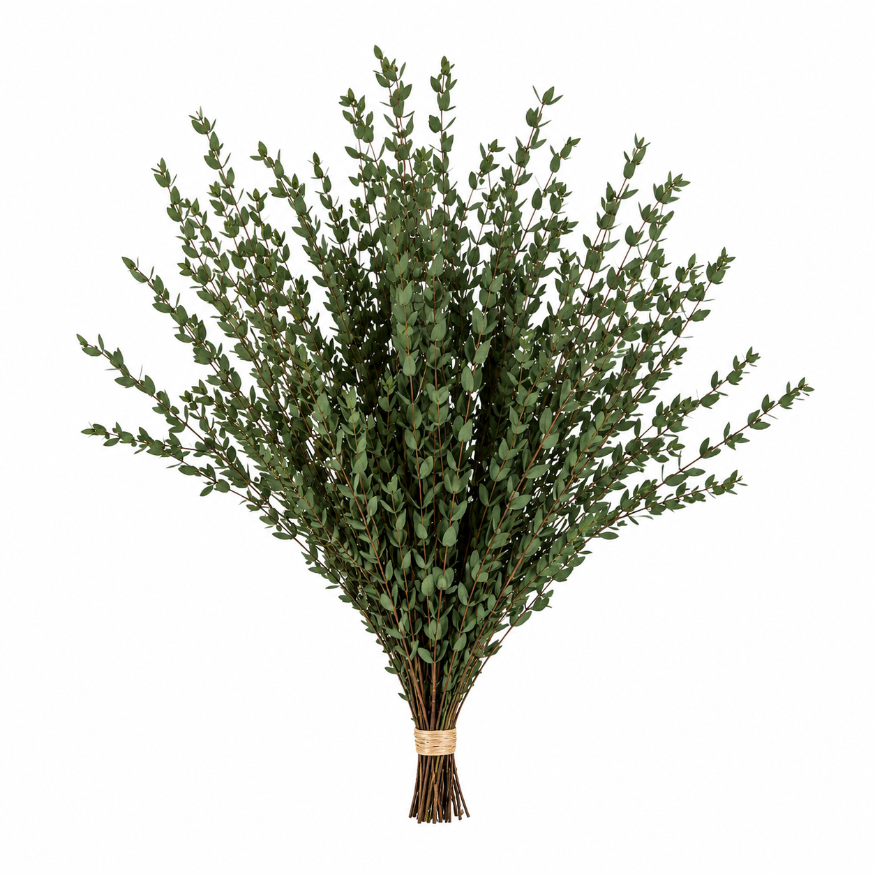 Eucalipto Parvifolia Preservado