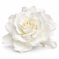 Gardenia preservada blanca