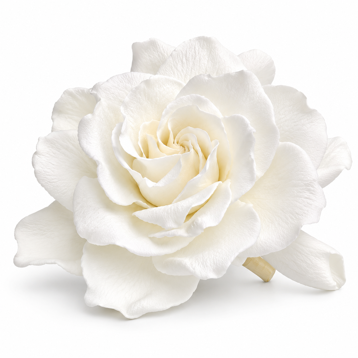 Gardenia preservada blanca