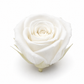 Rosa Princesa Preservada