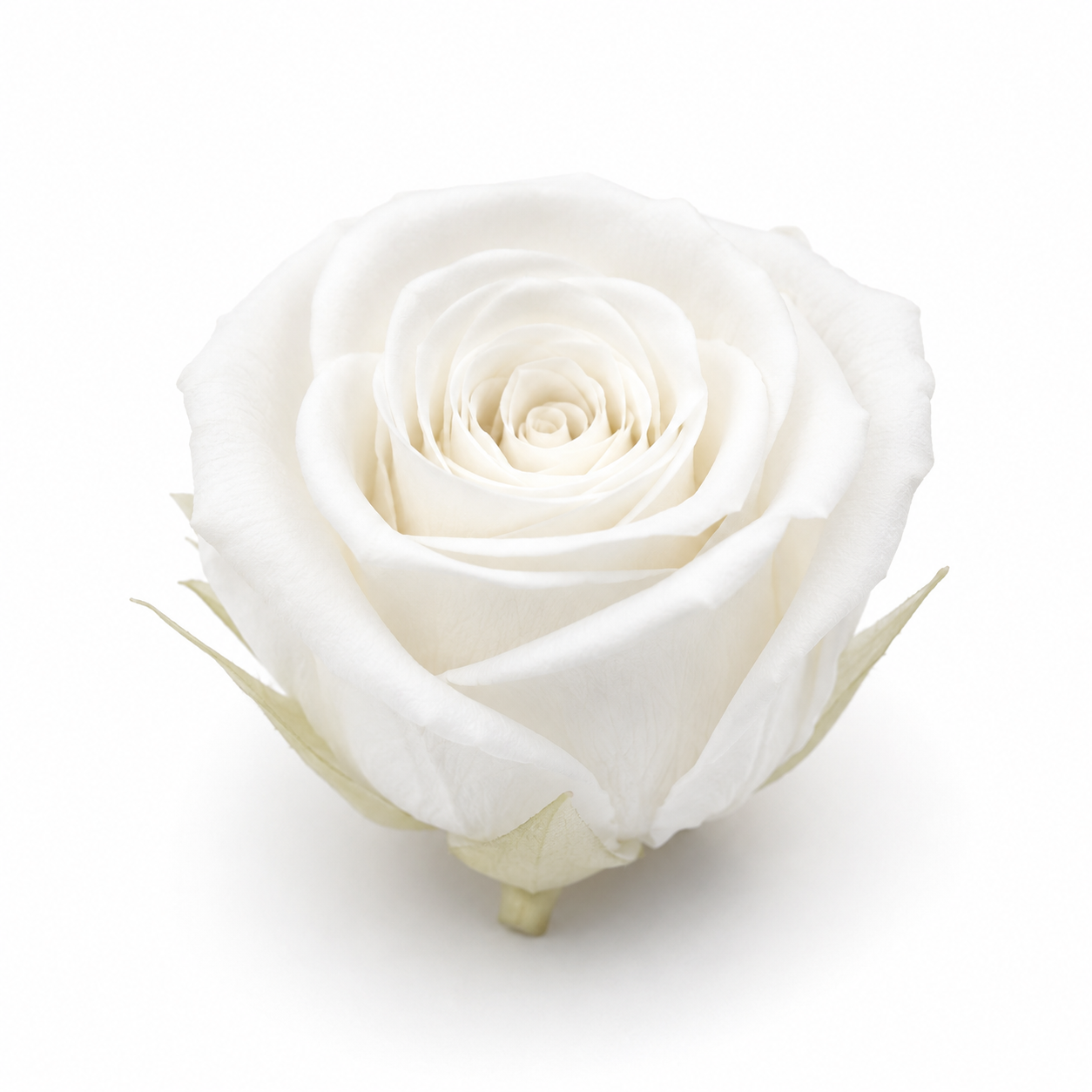 Rosa Princesa Preservada