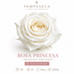 Rosa Princesa Preservada