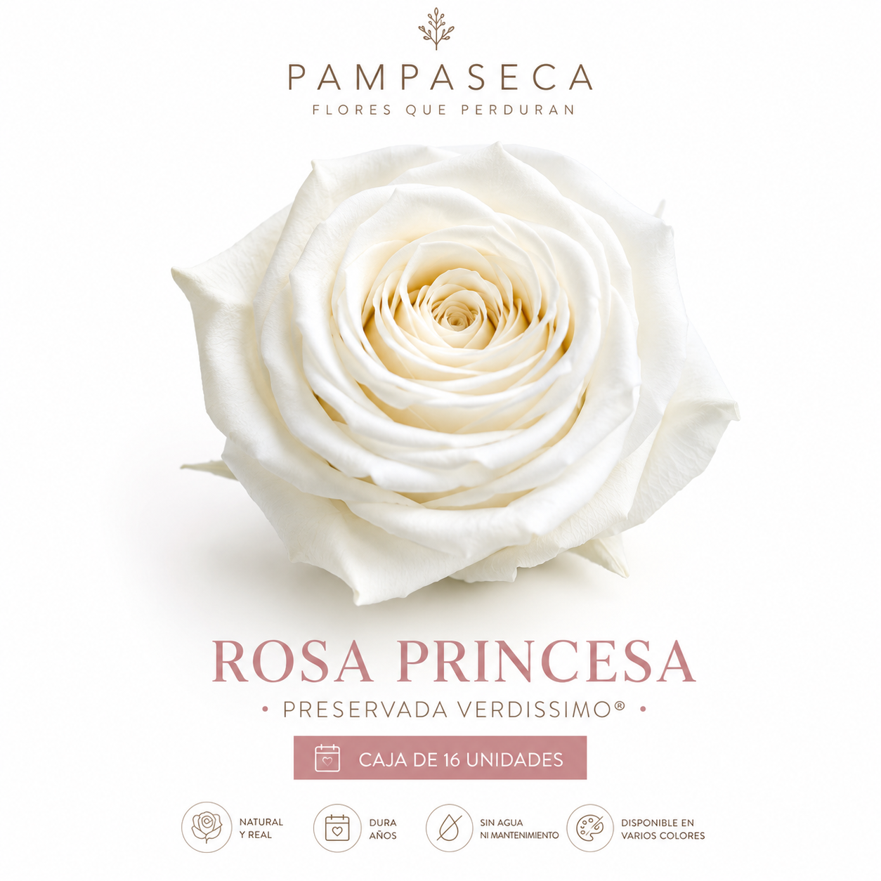 Rosa Princesa Preservada
