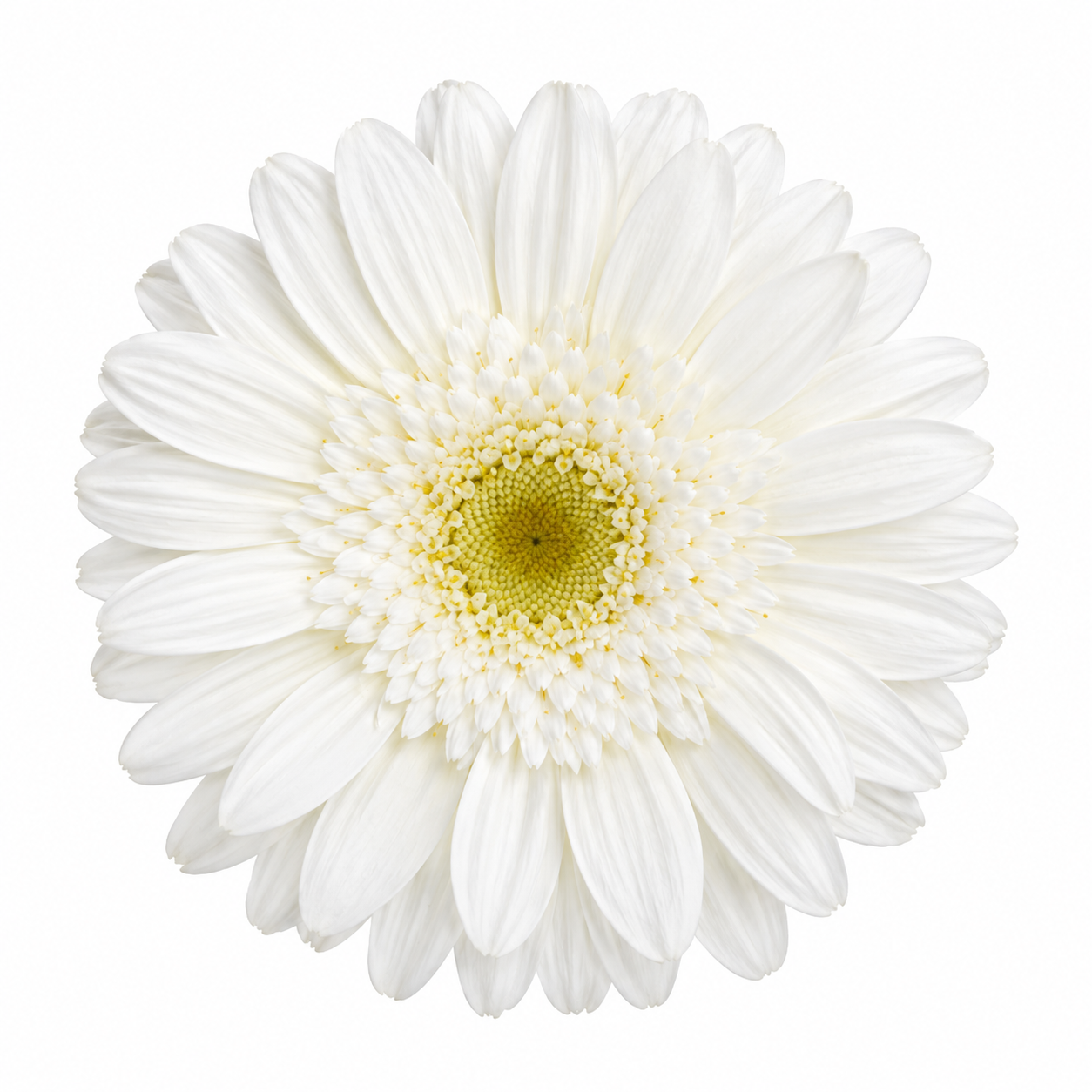 Gerbera preservada blanca
