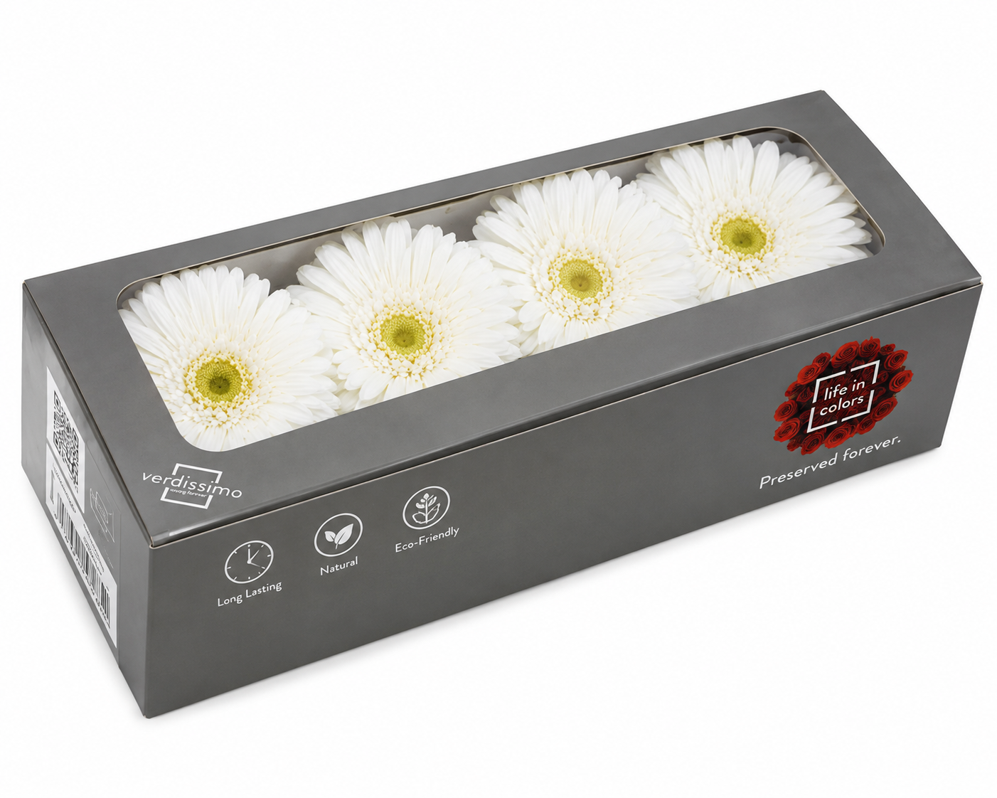 Gerbera preservada blanca