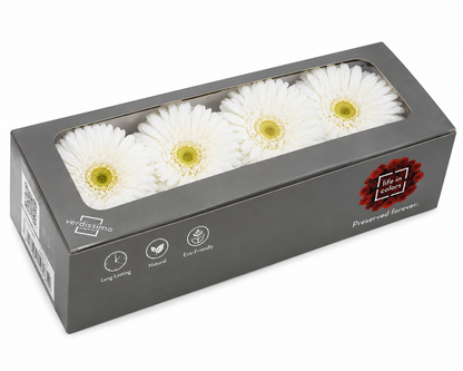 Gerbera preservada blanca