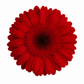 Gerbera preservada roja