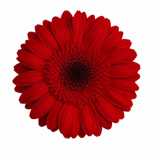 Gerbera preservada roja