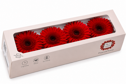 Gerbera preservada roja