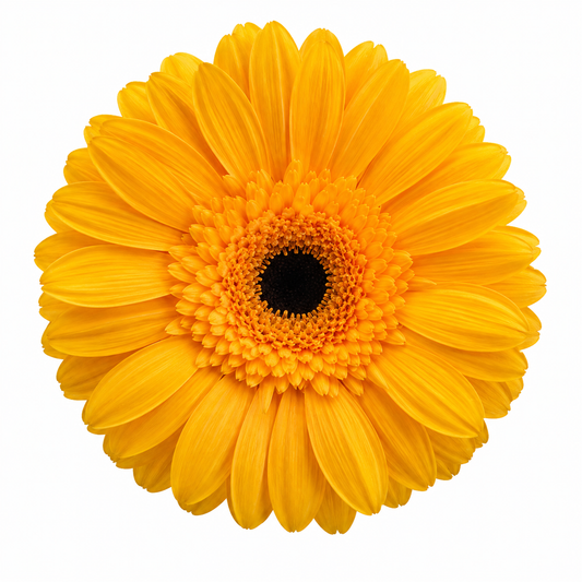 Gerbera preservada amarilla