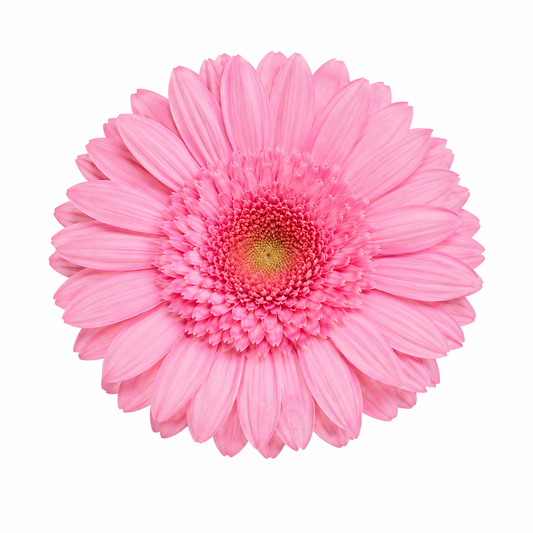 Gerbera preservada rosa
