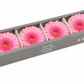 Gerbera preservada rosa