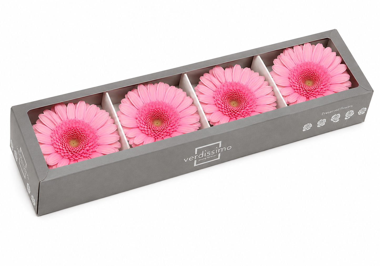 Gerbera preservada rosa