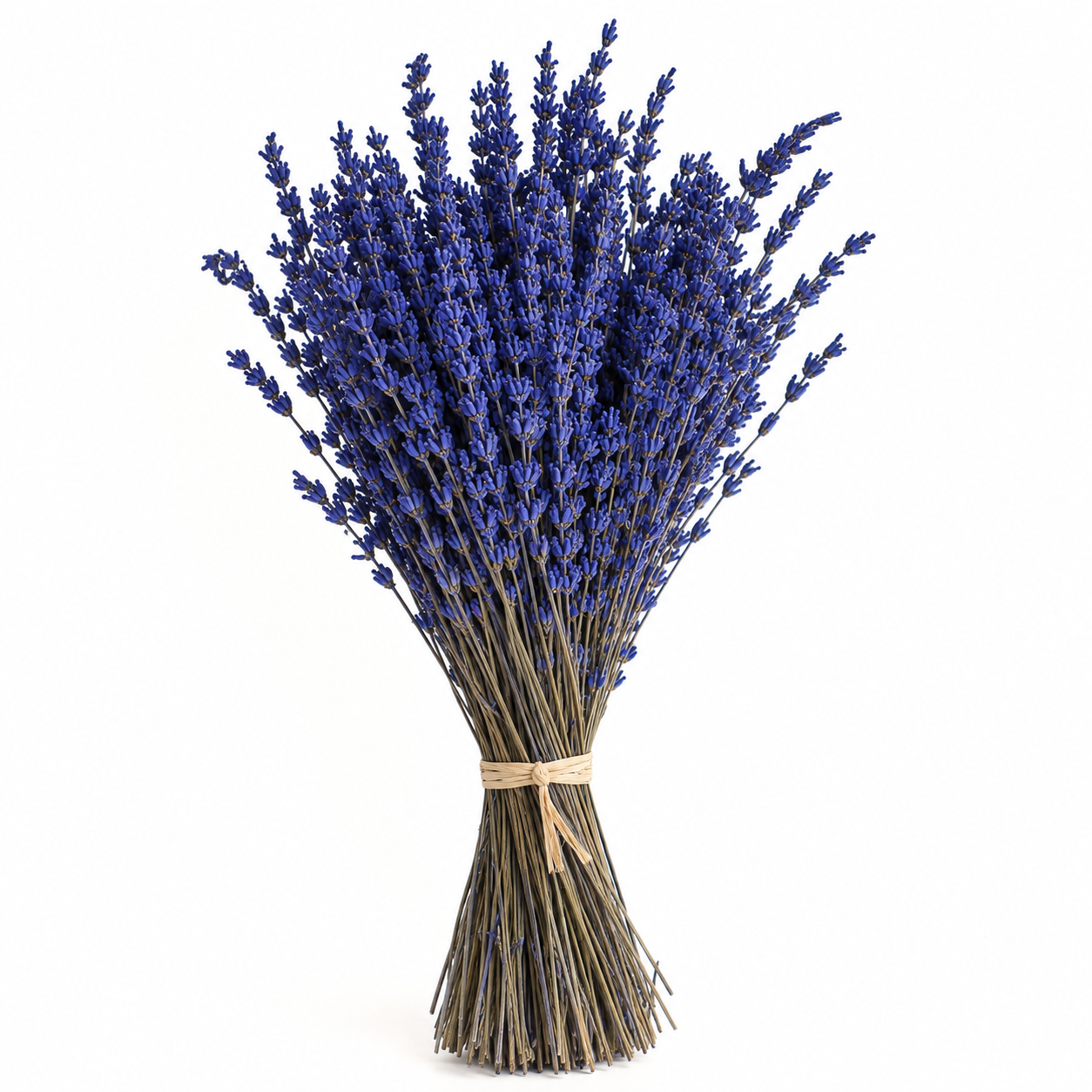 Lavanda Preservada azul