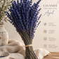 Lavanda Preservada azul