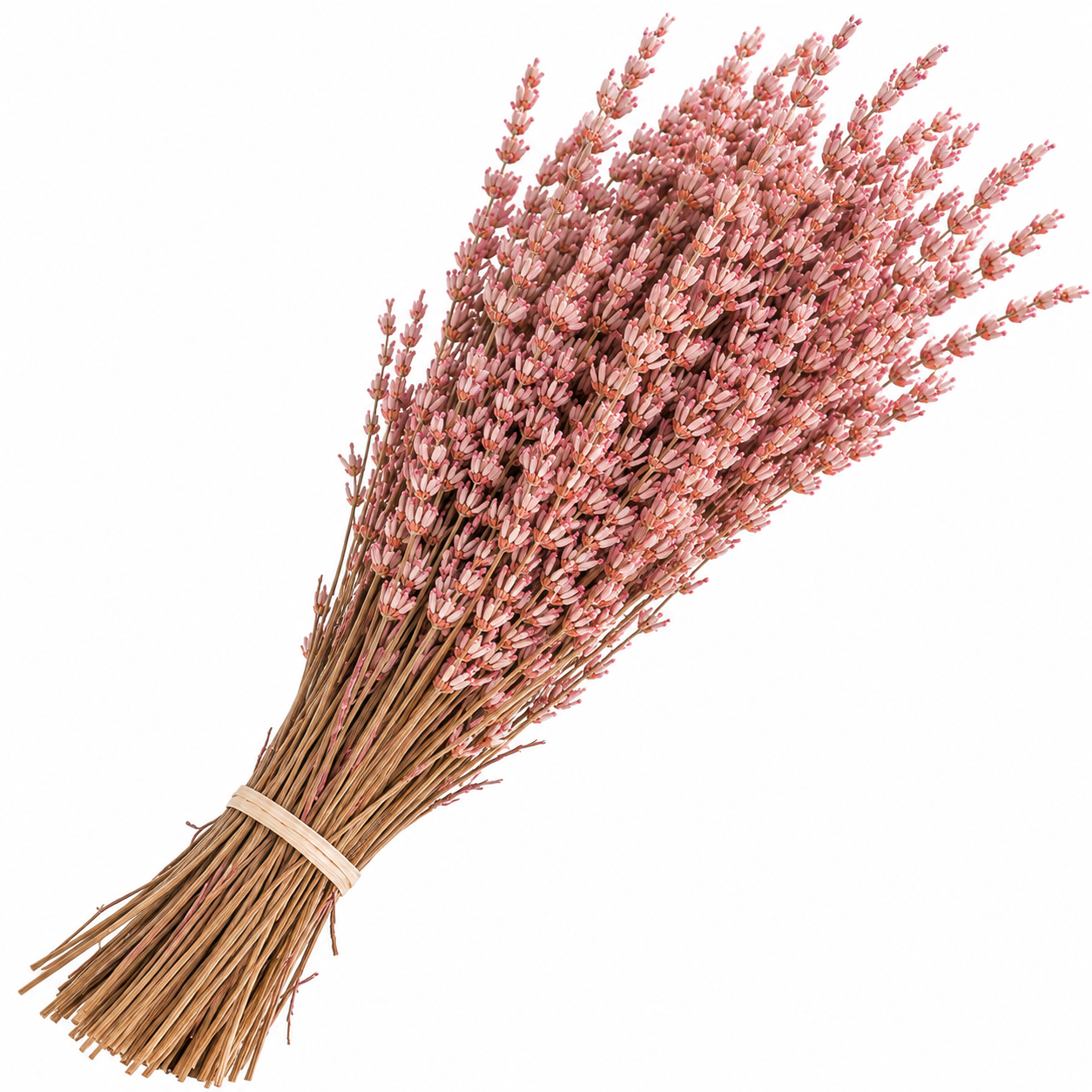 Lavanda rosa claro Preservada