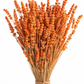 Lavanda naranja preservada