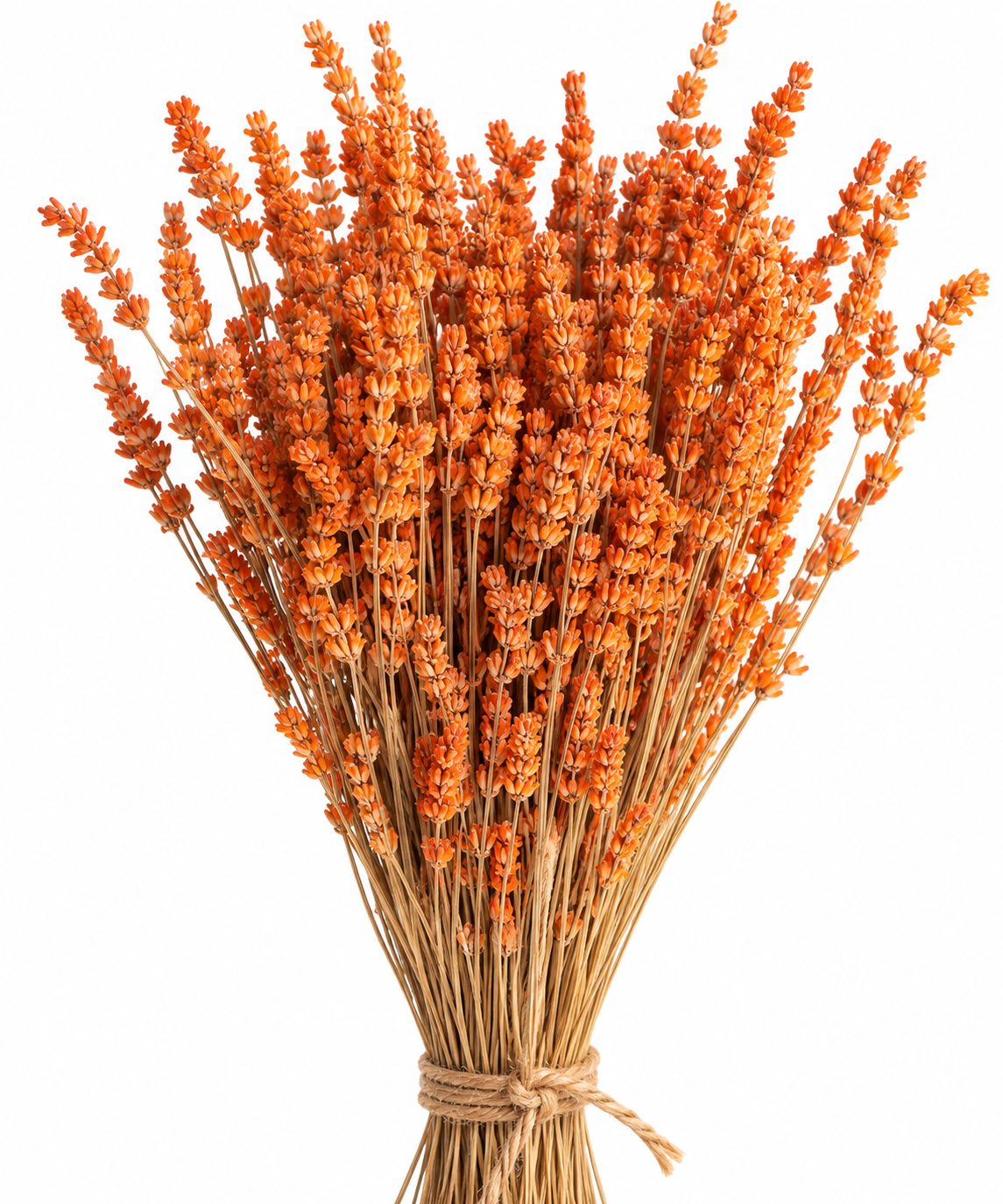 Lavanda naranja preservada