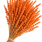 Lavanda naranja preservada